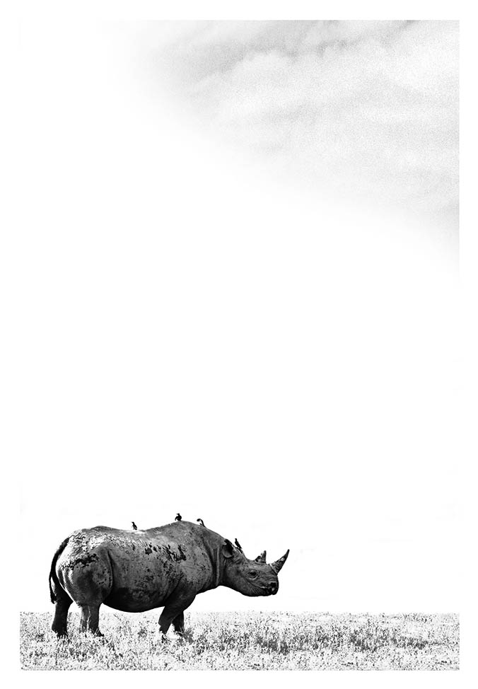 Etosha Rhino