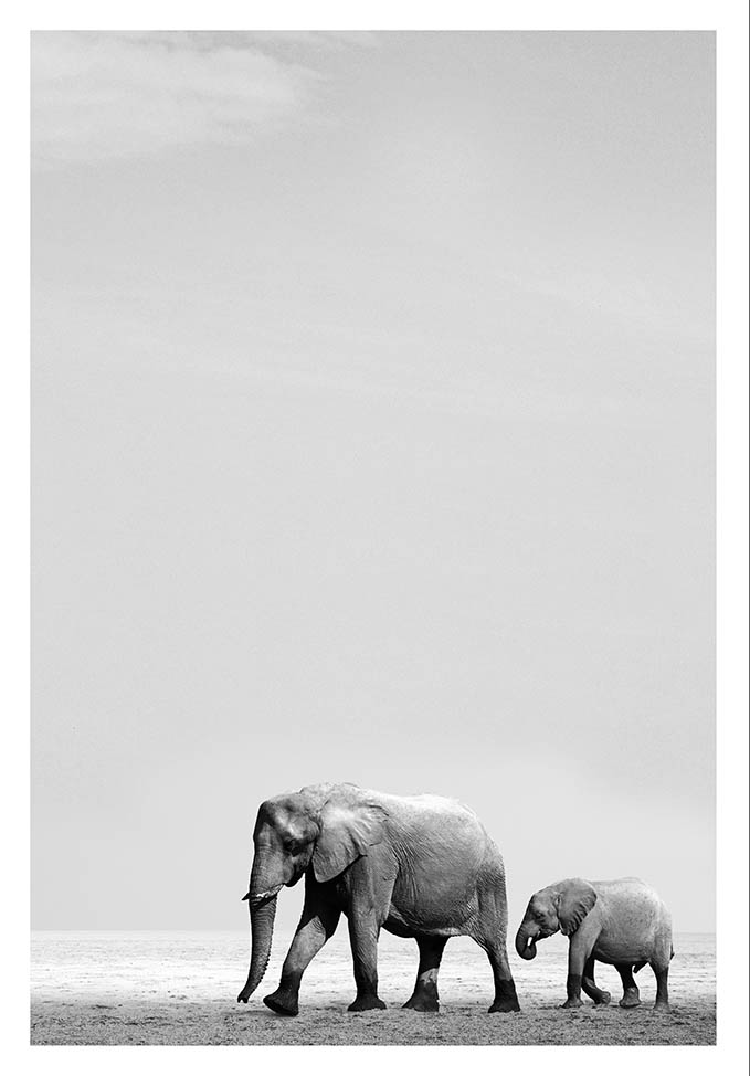 Elephant Mother And Calf