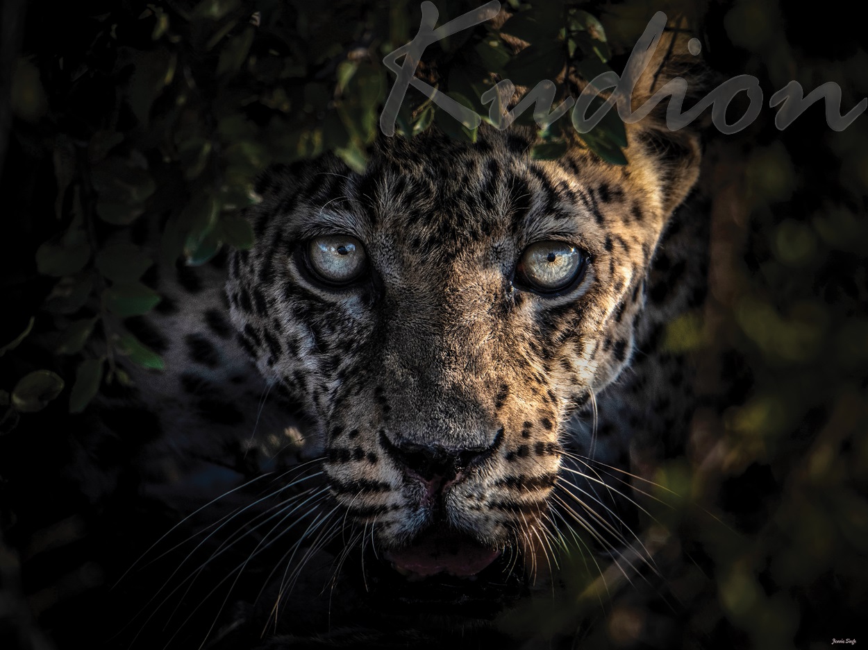 Im Auge des Leoparden