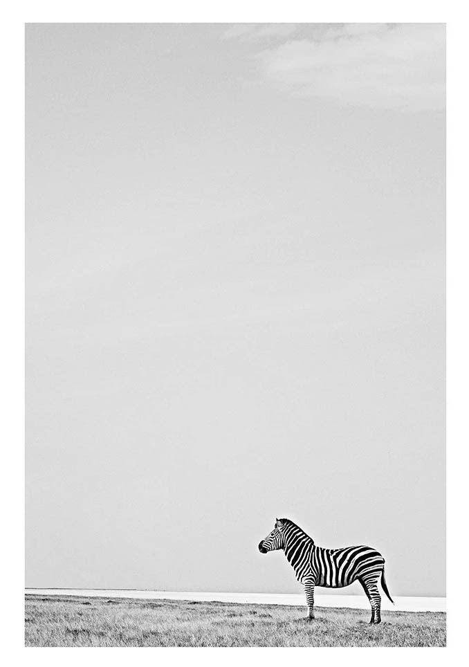 Zebra (Black & White)