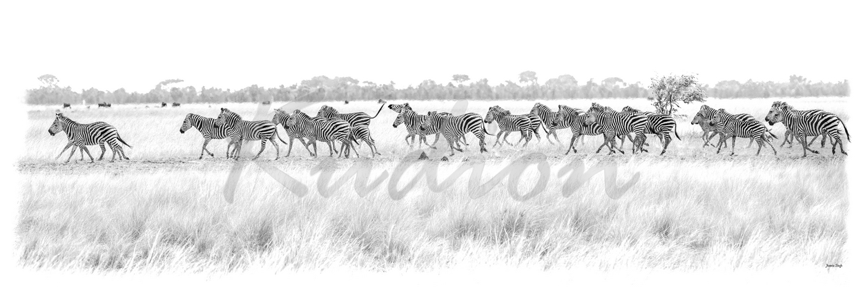 Die Wilden Zebras von Sambia